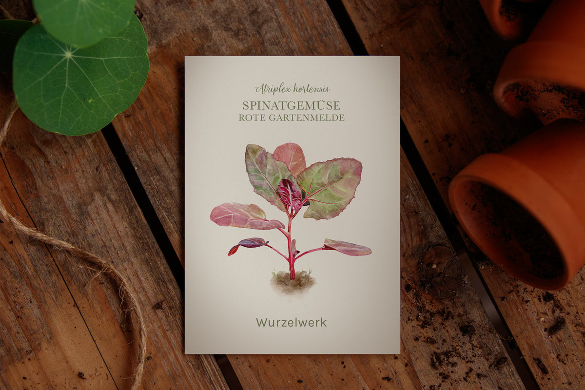 Saatguttütchen Spinatgemüse "Rote Gartenmelde"