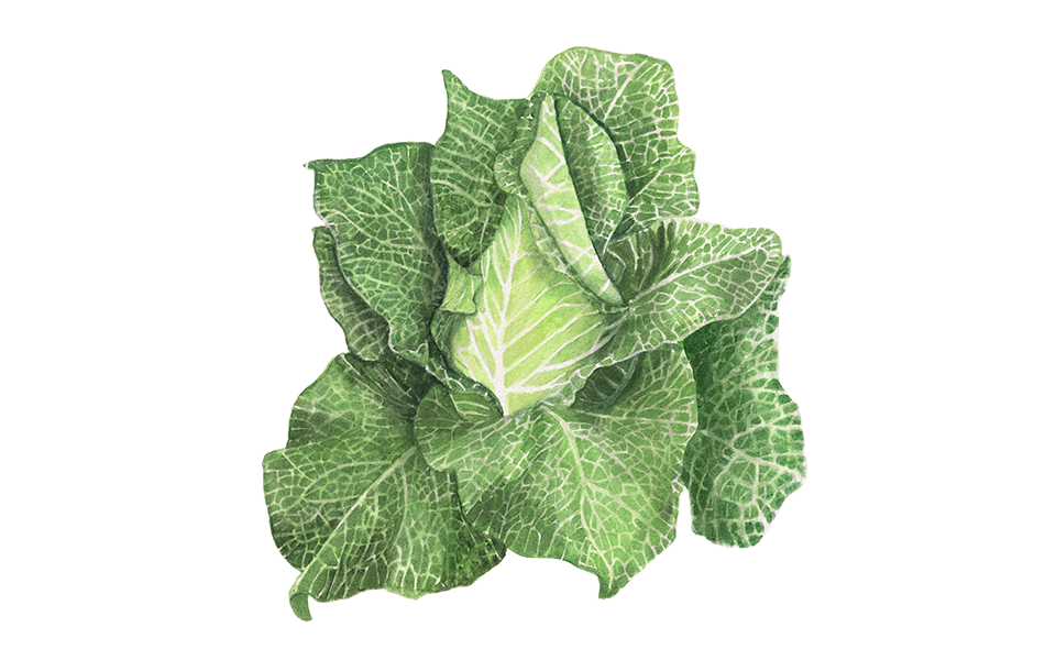 Illustration Spitzkohl "Filderkraut"