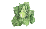 Illustration Spitzkohl "Filderkraut"