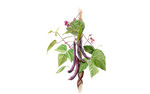 Illustration Stagenbohne