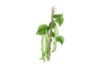 Illustration Stangenbohne "Neckarkönigin"