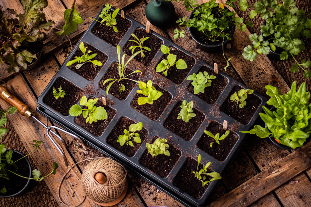Quickpot "Groß" mit Erde und Jungpflanzen