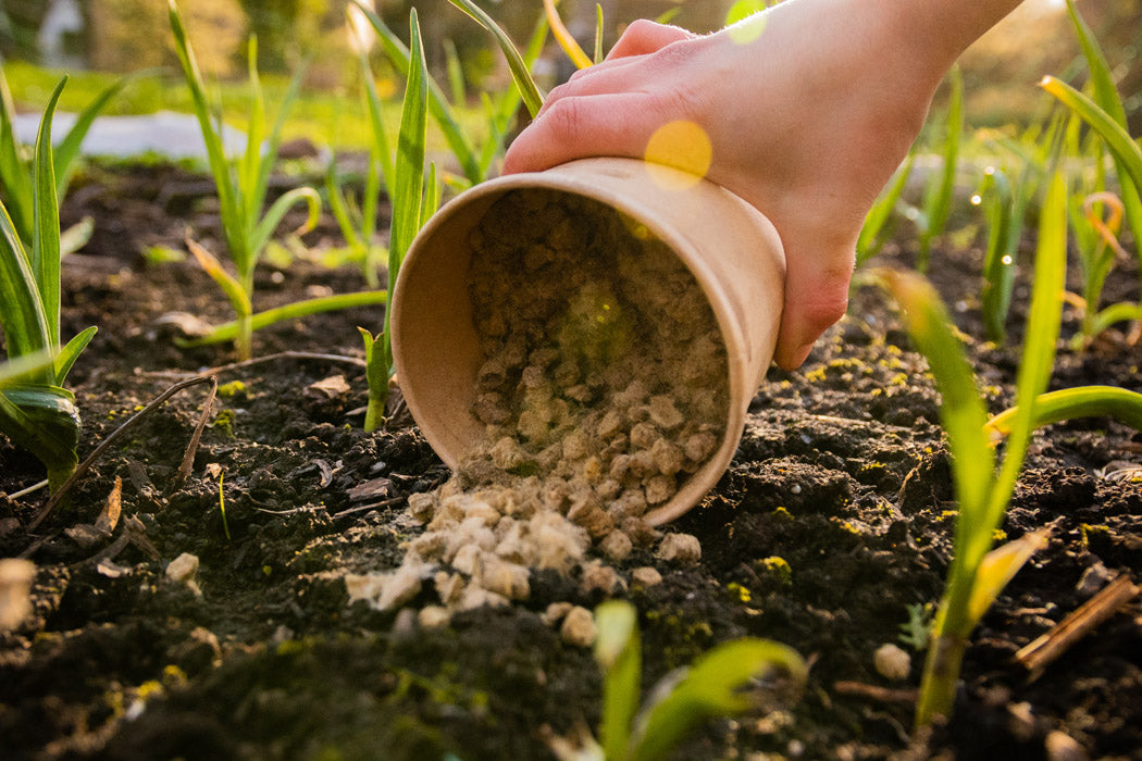 Schafwollpellets wird auf Beet verteilt