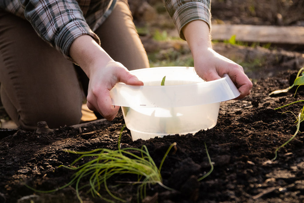 Schneckenkragen – 12er Set
