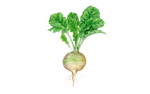Illustration Steckrübe "Wilhelmsburger"