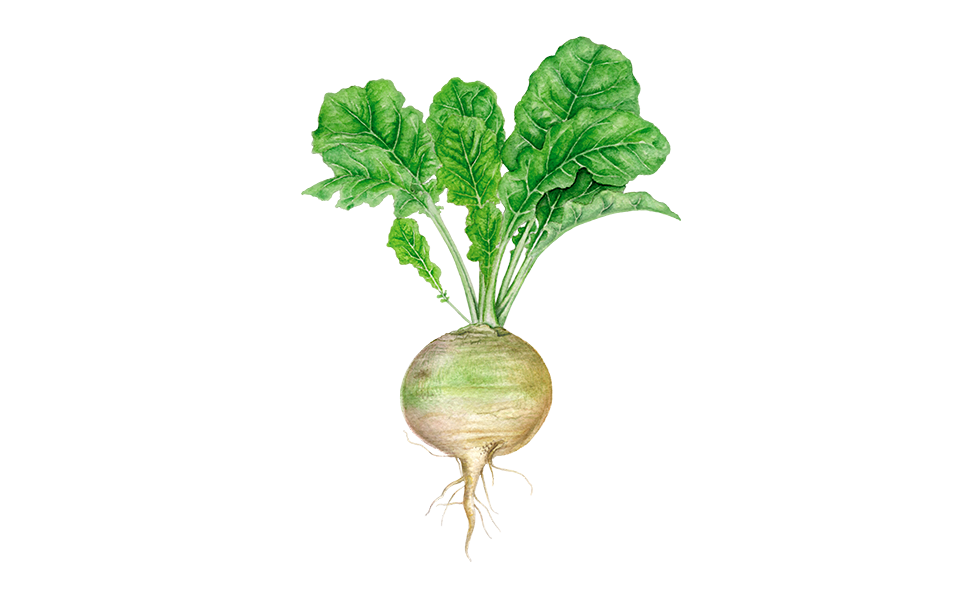 Illustration Steckrübe "Wilhelmsburger"
