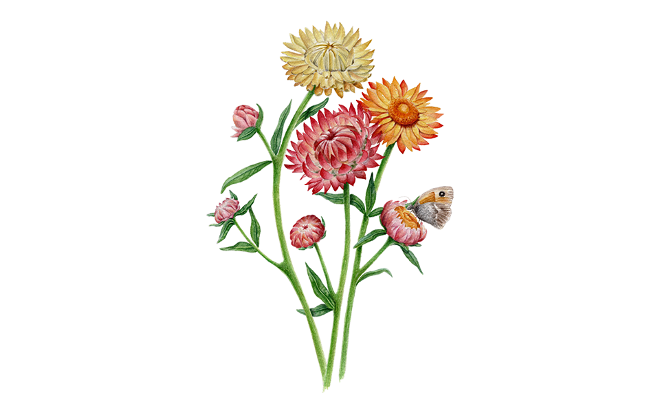 Illustration Strohblume "Roggli Riesen"