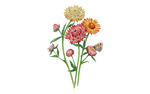 Illustration Strohblume "Roggli Riesen"