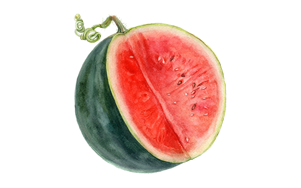 Illustration Melone "Sugar Baby"