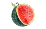 Illustration Melone "Sugar Baby"