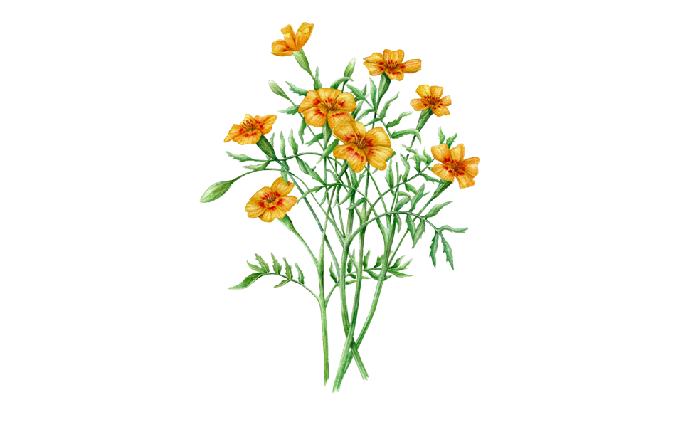 Illustration "Tagetes" von Eriswill
