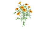 Illustration "Tagetes" von Eriswill
