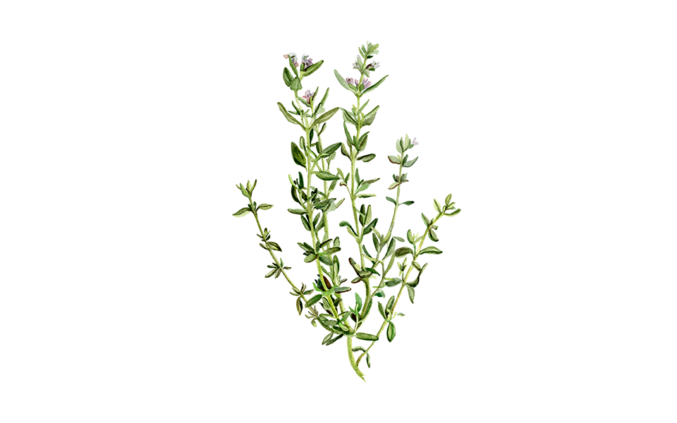 Illustration Thymian