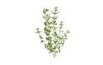 Illustration Thymian