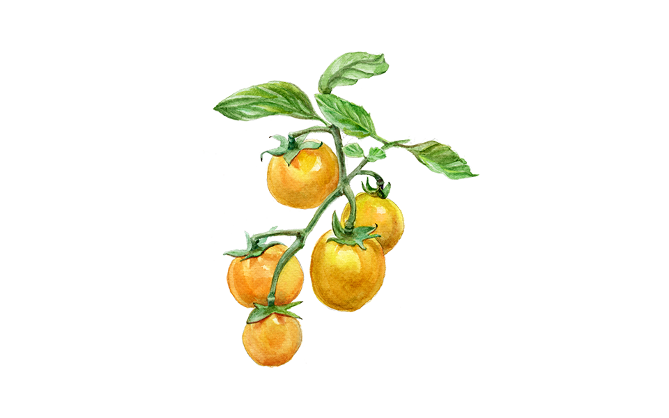 Illustration Tomate "Cerise Gelb"