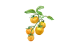 Illustration Tomate "Cerise Gelb"
