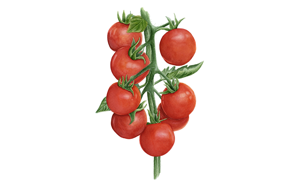 Cocktailtomate 'Zuckertraube'