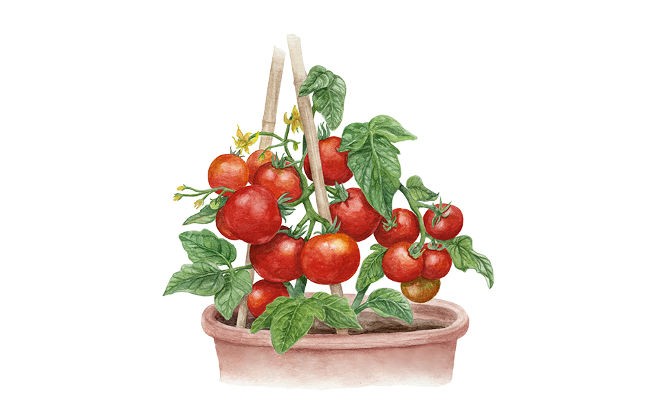 Illustration Tomate "Balkon Star"