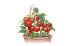 Illustration Tomate "Balkon Star"