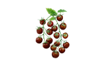 Illustration Cocktailtomate "Black Cherry"