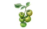 Illustration Salattomate "Green Zebra"
