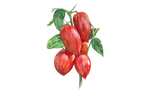 Illustration Tomate "Marmorossa"