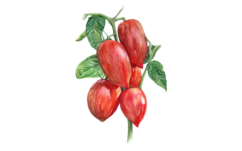 Illustration Tomate "Marmorossa"