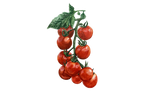 Illustration Tomate "Primabella"