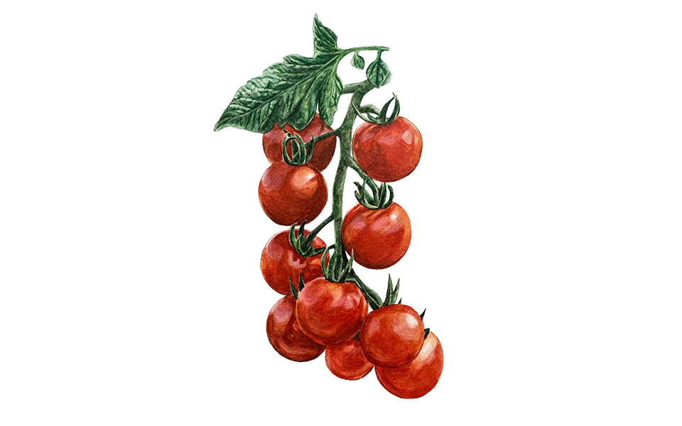 Illustration Tomate "Primabella"