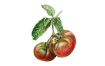 Illustration Tomate "Tschernij Prinz"