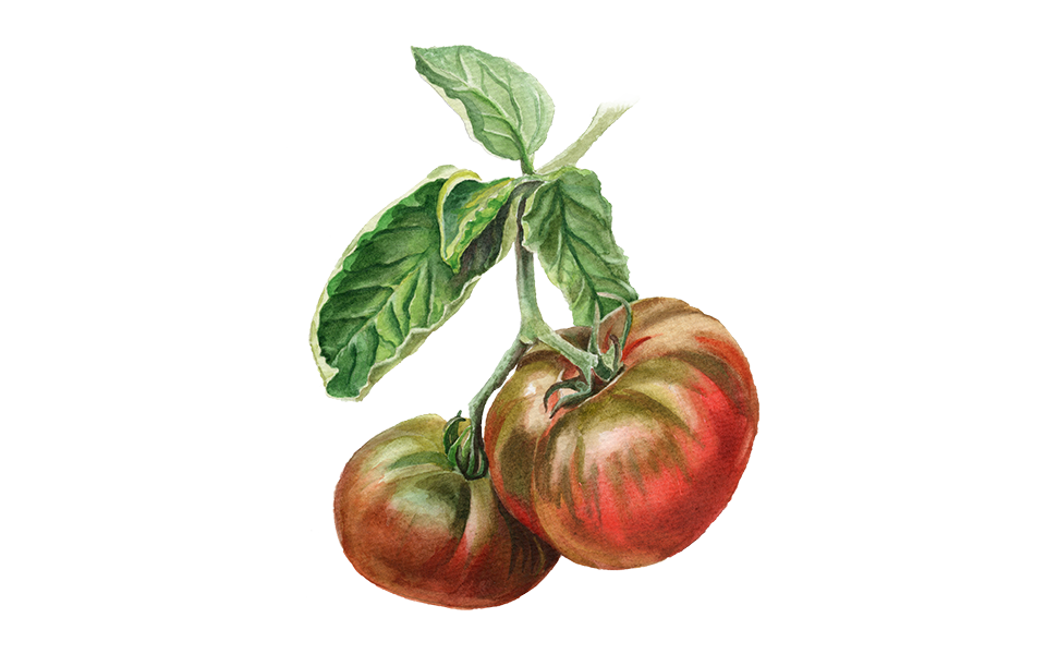 Illustration Tomate "Tschernij Prinz"