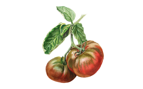 Fleischtomate 'Tschernij Prinz'