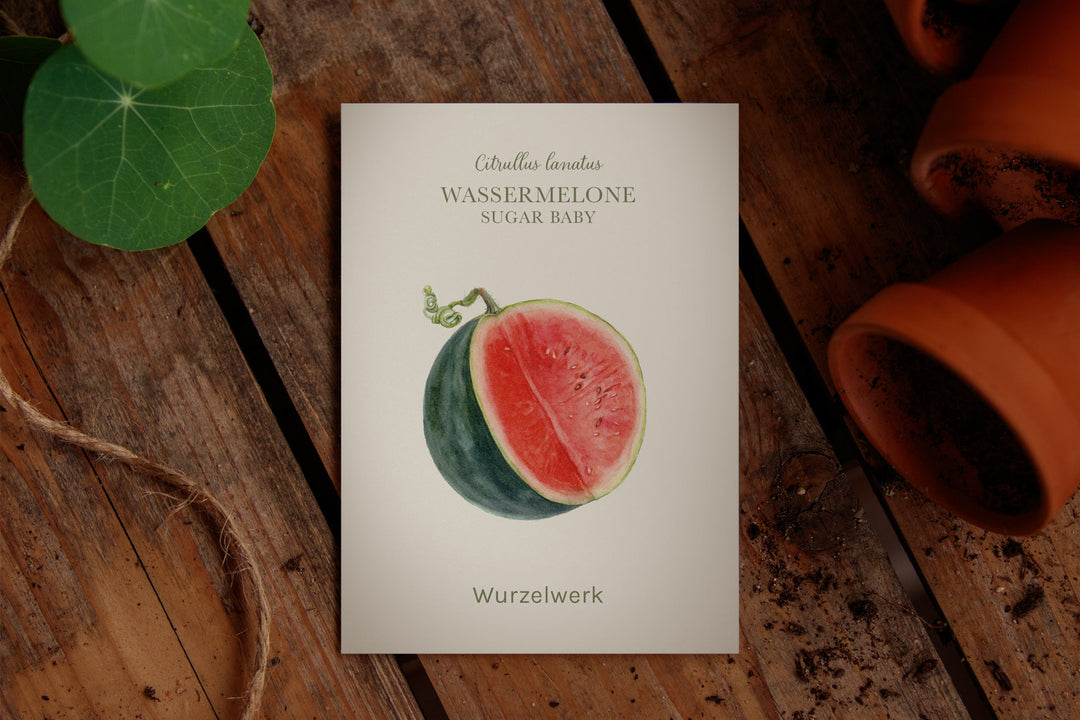 Saatguttütchen Melone "Sugar Baby"
