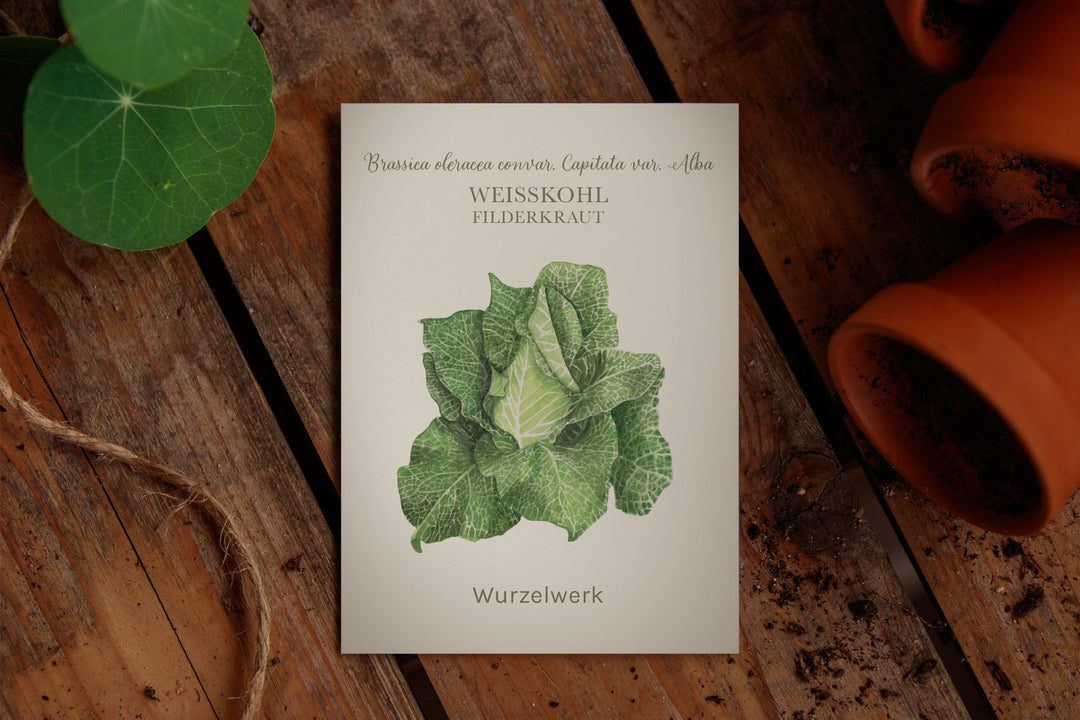 Saatguttütchen Spitzkohl "Filderkraut"