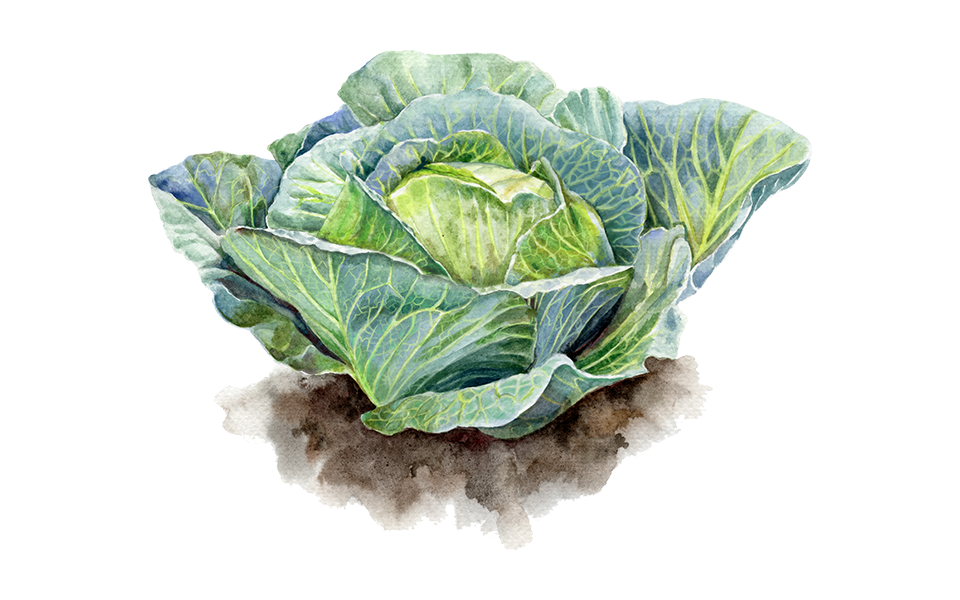 Illustration Weisskohl