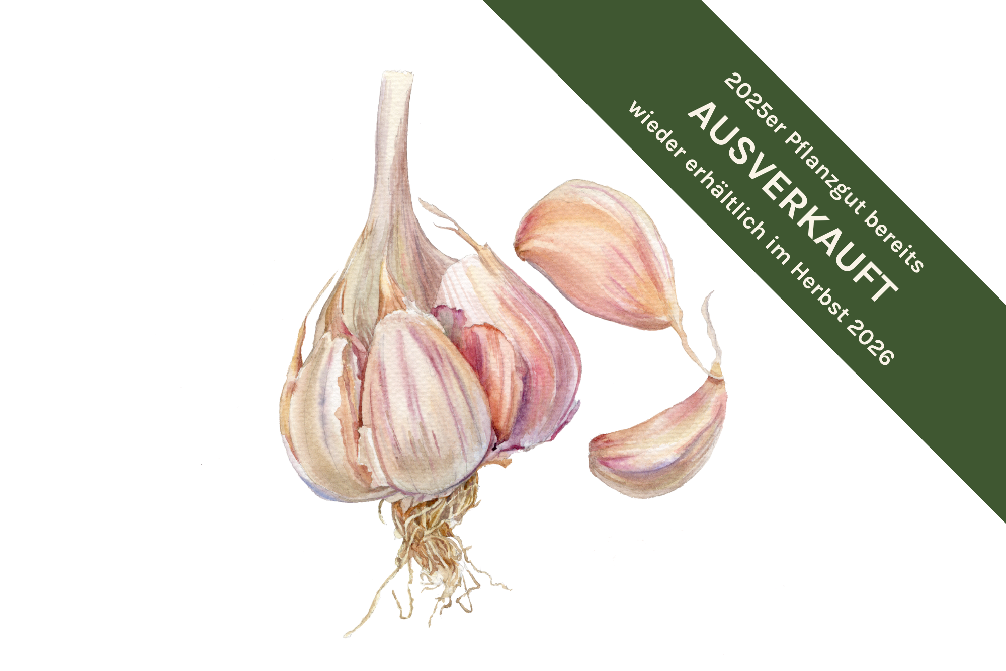 Pflanzknoblauch ‘Ljubascha’: Bio-Pflanzgut aus Erhaltungsanbau