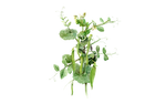 Illustration Wintermarkerbse "Sima"