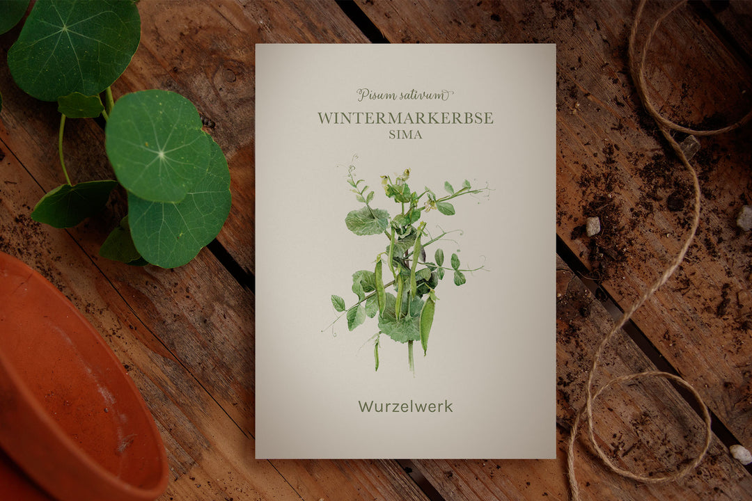 Saatguttütchen Illustration Wintermarkerbse "Sima"
