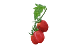 Illustration Wintertomate "Toscana"