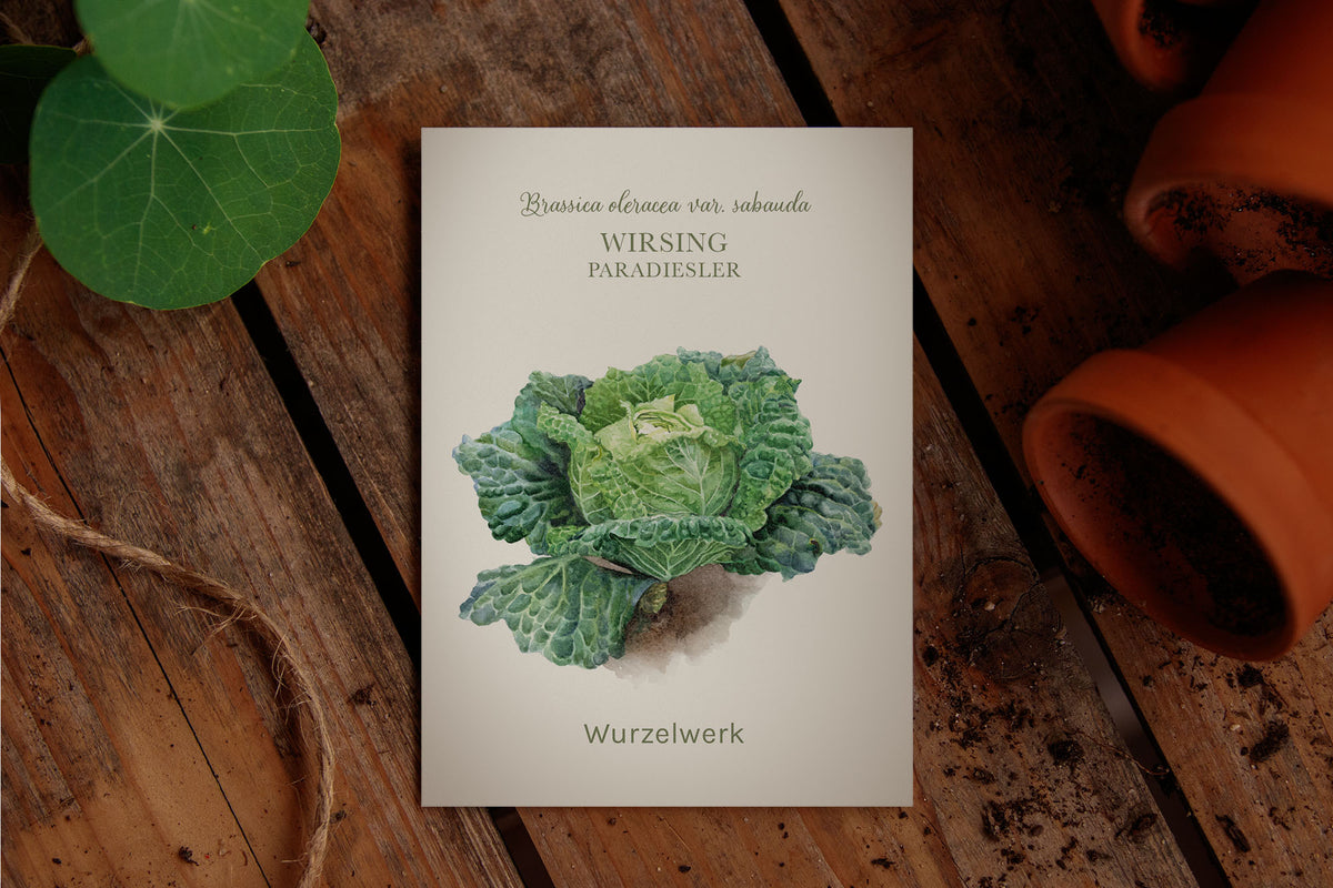 Saatguttütchen Wirsing "Paradiesler"