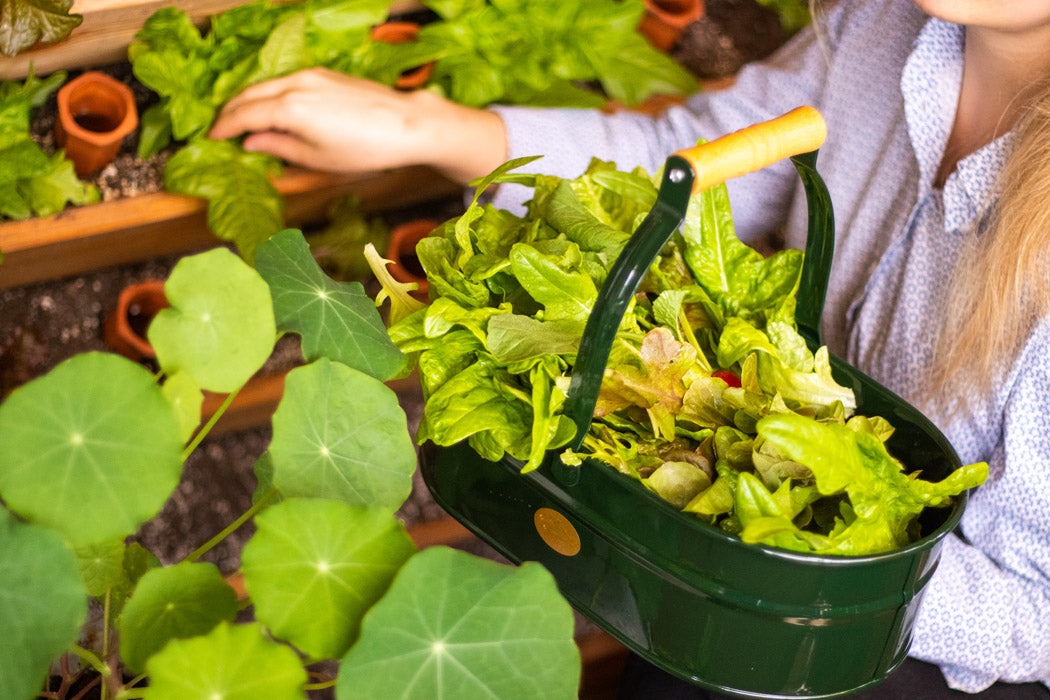 Marie hält Gartenkorb mit Salat 
