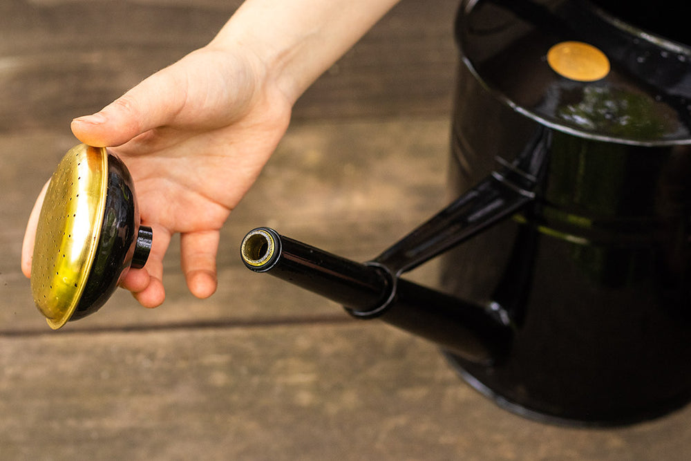 Gießkanne (grün & schwarz)