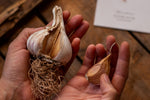 Pflanzenknoblauch in der Hand