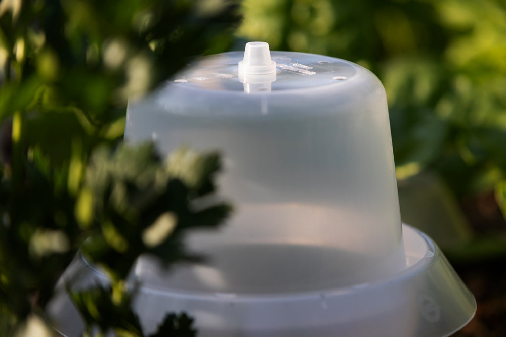 Treibhaushaube für Schneckenkragen – 6er/ 12er-Set