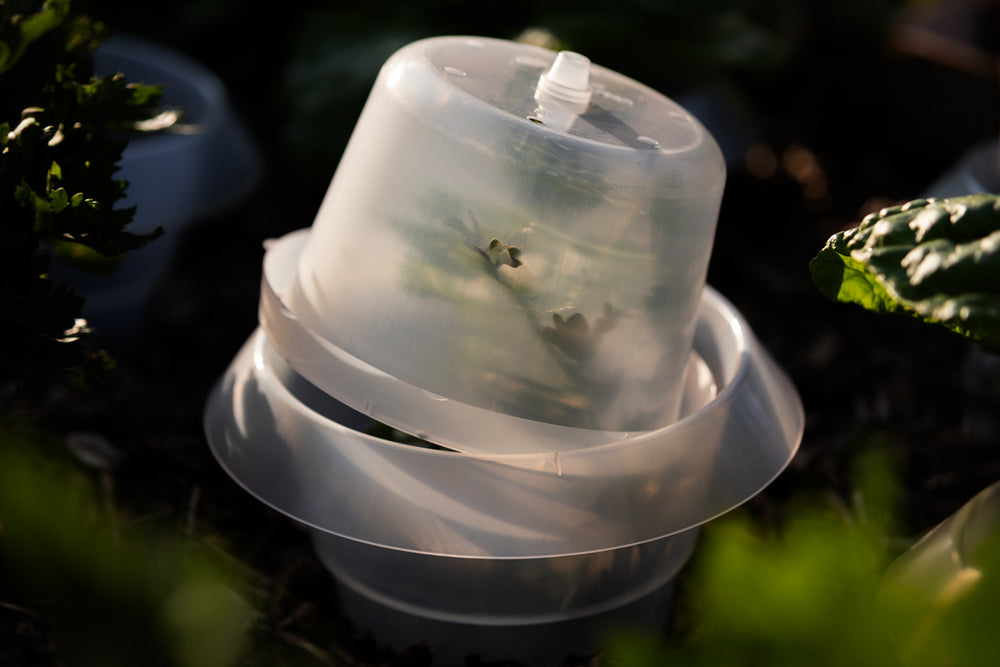 Treibhaushaube für Schneckenkragen – 6er/ 12er-Set