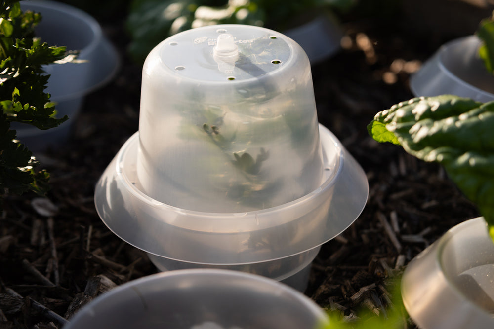 Treibhaushaube für Schneckenkragen – 6er/ 12er-Set