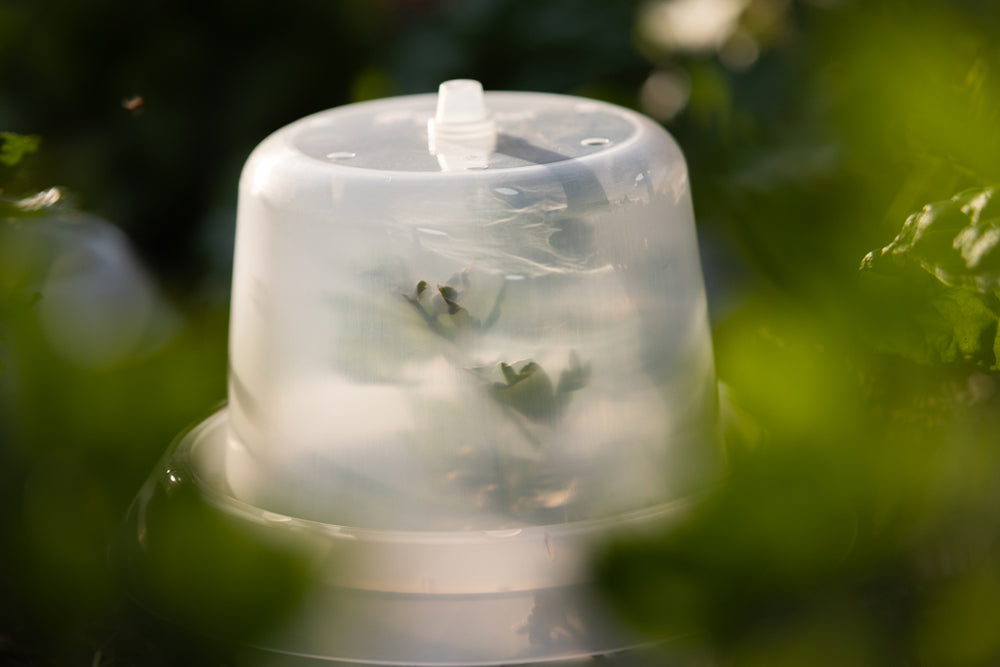 Treibhaushaube für Schneckenkragen – 6er/ 12er-Set