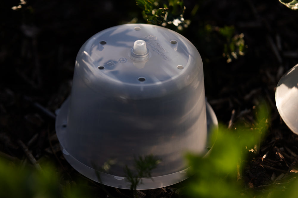 Treibhaushaube für Schneckenkragen – 6er/ 12er-Set