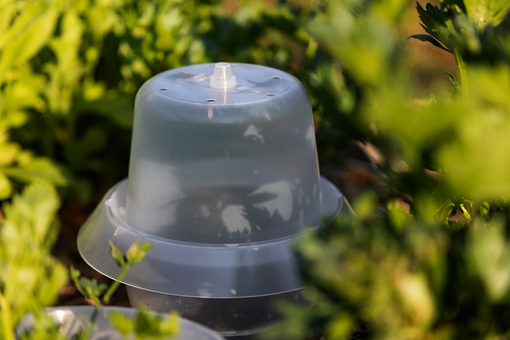 Treibhaushaube für Schneckenkragen – 6er/ 12er-Set