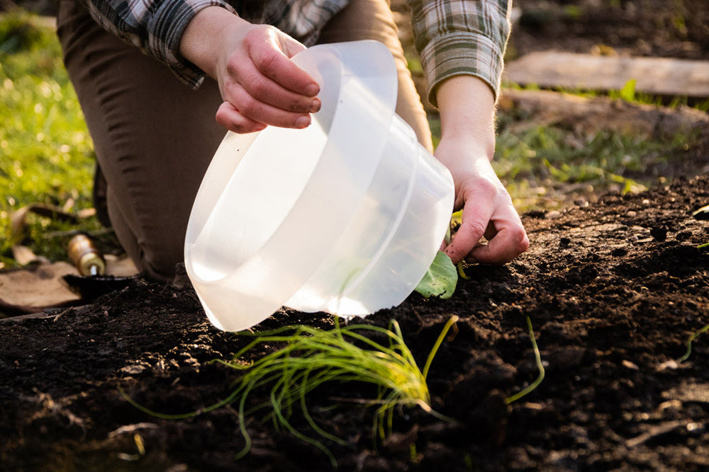 Schneckenkragen – 12er Set